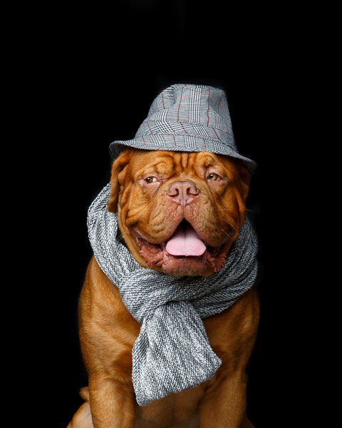 Hundeloop für jede Hunderasse online kaufen auf Hundemantel-mode.de kaufen