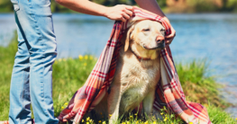 Labrador Hund im Sommer vor Sonne schützen