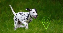 Ortung Dalmatiner Hund - Hundehalsband GPS