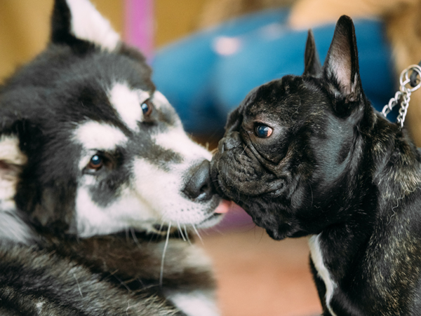 Husky und französische Bulldogge liebkosen sich
