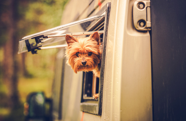 Hund im Auto - Vorsicht vor Hitzeschlag
