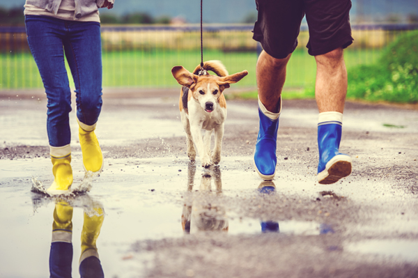 Regenspaziergang mit dem Hund trotz Hundewetter
