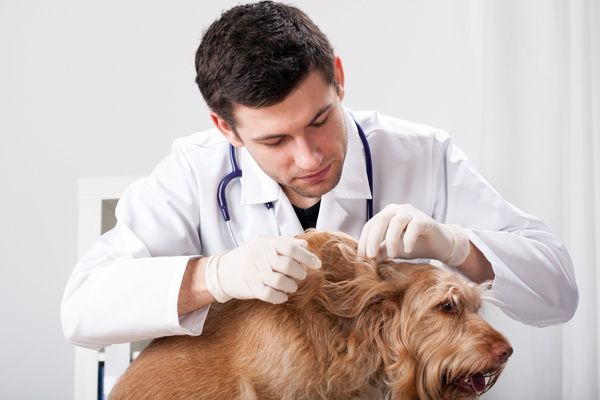 Tierarzt pflegt den Hund gesund - Besser auf den Hund achten