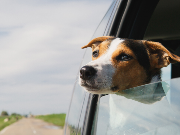 Hund guckt aus dem Auto im Sommer - Hund vor Hitzeschlag schützen