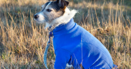 Blauer Hundemantel für den Winter