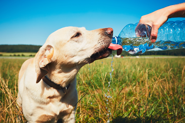 Trinkmenge Labrador Hund an heißen Tagen