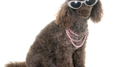 Hundemode Sommertrend - Pudel mit Sonnenbrille