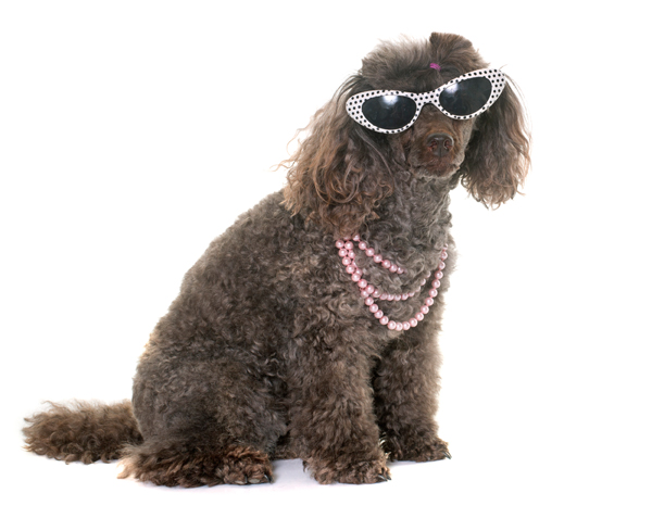 Hundemode Sommertrend - Pudel mit Sonnenbrille