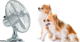 Abkühlung für den Hund im Sommer - Hundepool, Hundekühlweste jetzt auf Hundemantel-Mode.de kaufen