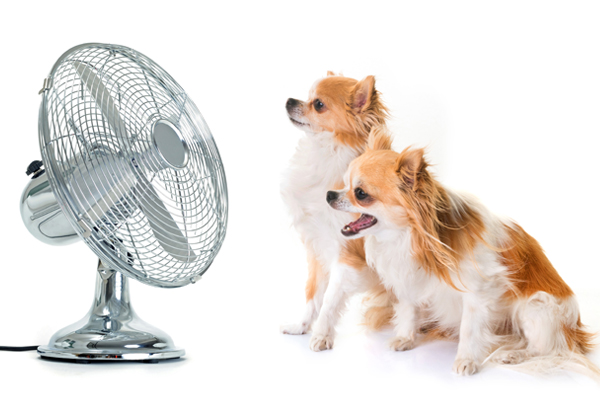 Abkühlung für den Hund im Sommer - Hundepool, Hundekühlweste jetzt auf Hundemantel-Mode.de kaufen