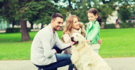 Hunderasse Labrador als Familienhund