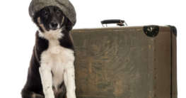 Sitzender Collie will mit seinem Koffer in den Hundeurlaub