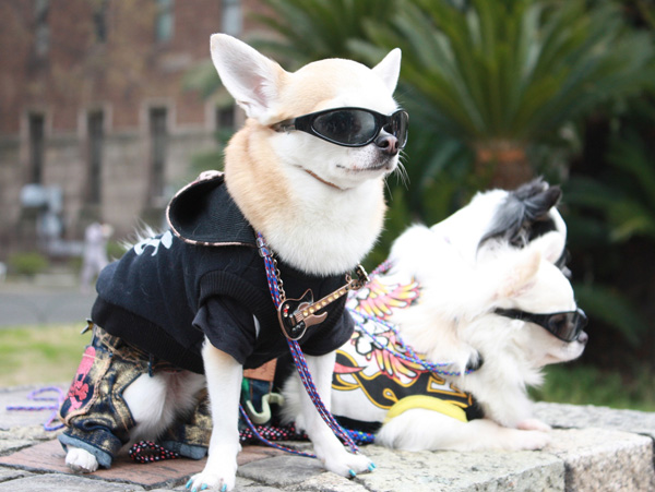 Hundemantel für den Sommer und Frühling online kaufen auf Hundemantel-Mode.de