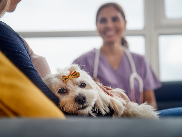 Kranker kleiner Hund beim Tierarzt - Demenz auch bei Haustieren bekämpfen