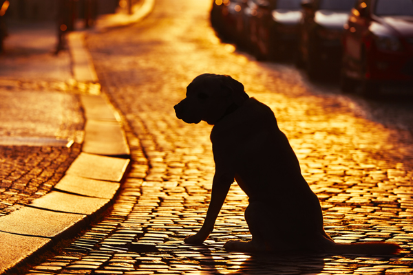 Hund in der Herbstzeit beim Straßenverkehr mit Reflektoren erkennbar machen