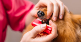 Dem Hund richtig Zähne putzen mit einer Hundezahnbürste - Jetzt Hundezahnbürste auf Hundemantel-Mode.de kaufen