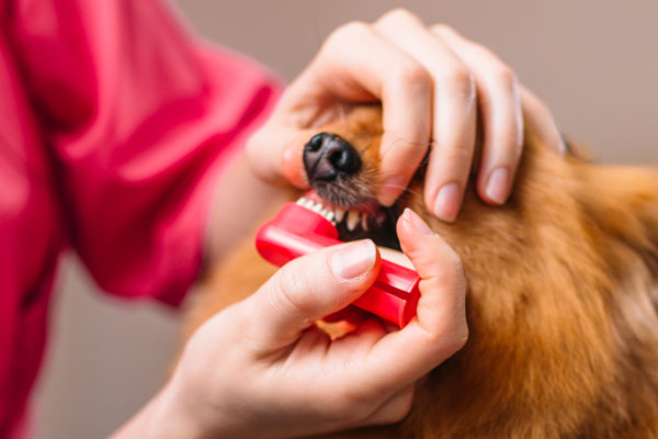 Dem Hund richtig Zähne putzen mit einer Hundezahnbürste - Jetzt Hundezahnbürste auf Hundemantel-Mode.de kaufen