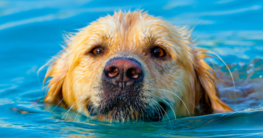 Golden Retriever schwimmt im Wasser und holt sich eine Abkühlung - Hundepool auf Hundemantel-mode.de