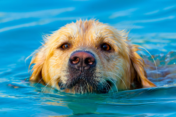 Golden Retriever schwimmt im Wasser und holt sich eine Abkühlung - Hundepool auf Hundemantel-mode.de