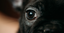 Tränende Hundeaugen