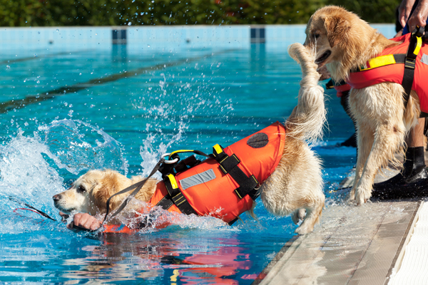 Golden Retriever Hunde als Rettungsschwimmer mit Hundeschwimmwesten bei