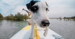 Standup Paddling mit dem Hund an einem sonnigen Tag auf dem Wasser