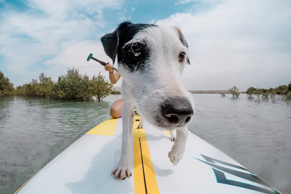 Standup Paddling mit dem Hund an einem sonnigen Tag auf dem Wasser