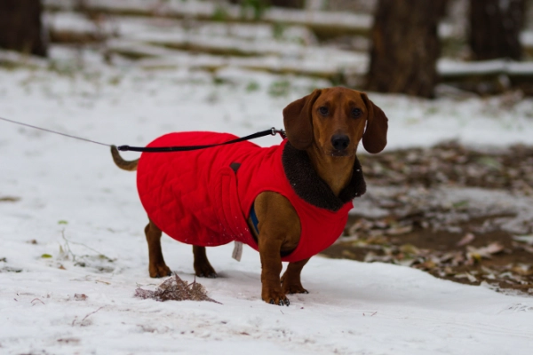 Hundemantel für Dackel